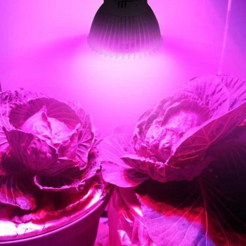 PROFI LED žiarovka pre všetky rastliny, E27, High-power+, ružovo-modrá (7W)